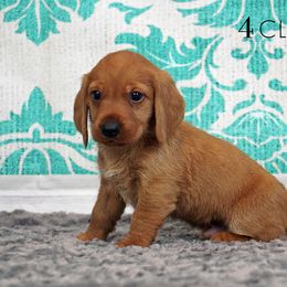 Basset Fauve de Bretagne and Miniature American Shepherd Puppies from 4 Clovers Kennel