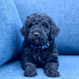Buck - Phantom male Goldendoodle puppy in Rainier, Oregon from Beaver Springs Puppies