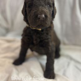Labradoodle Puppies from Molly’s Doodles