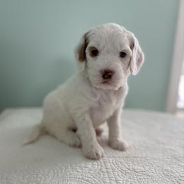Misty - Parti female Goldendoodle puppy in Stanford, Kentucky from Holloway Goldendoodles