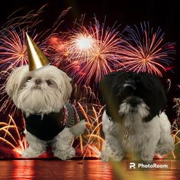 Shih Tzu All Grown Up from P and J Farms