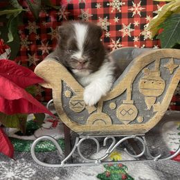 French Bulldog, Goldendoodle, Pomeranian, and Yorkshire Terrier Puppies from Dbos Furry Friends