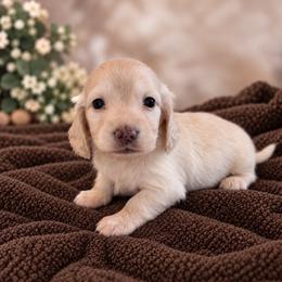 Bristol - Cream female Dachshund puppy in Mountainburg, Arkansas from Charisma Dachshunds