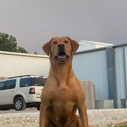 Labrador Retrievers from Prairie State Labs