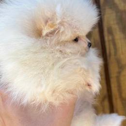 Pomeranian Puppies from Bluebonnet Pomeranians