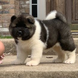 Akita Puppies from Magnolia Akitas