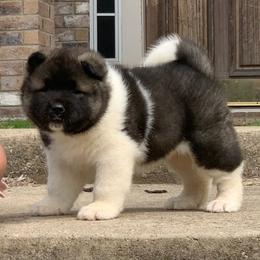 Akita Puppies from Magnolia Akitas