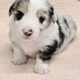 CHAZ-FLUFFY - Blue merle and white male American Corgi puppy in Walker, Iowa from Double K Corgis