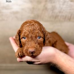 Kyle - Red  male Goldendoodle puppy in Abilene, Texas from Mesquite Kennels