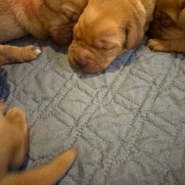 Girl 3 - Yellow female Labrador Retriever puppy in Nova, Ohio from Cary’s Buck Creek Farm LLC
