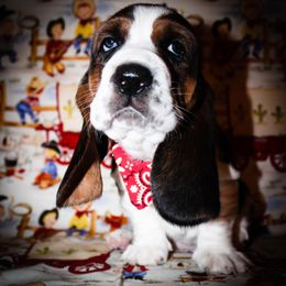 Basset Hound Puppies from Bear Foot Bassets Of West Virginia