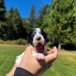 Toby - Parti male Poodle puppy in Wolf Creek, Oregon from Dejah Bleu Kennels