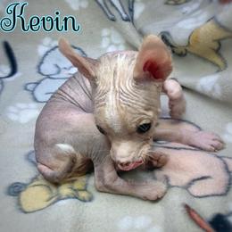 Chihuahua and Chinese Crested Puppies from Western Kentucky Chihuahua’s and Chinese Crested’s