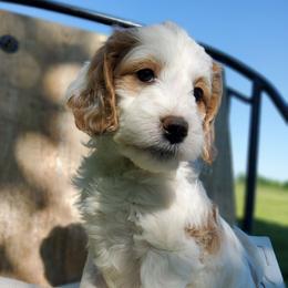 Rowan, goldendoodle f1b - Parti male Goldendoodle puppy in Dickson, Tennessee from Rowan's Rascals