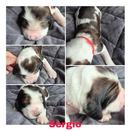 Sergio -Black tipped sable - Black and white male English Springer Spaniel puppy in Waynesburg, Ohio from Rebels Ridgeview Acres