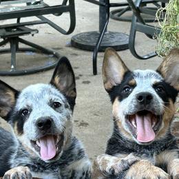 Australian Cattle Dog Puppies from Route 99 Heelers
