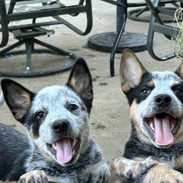 Australian Cattle Dog Puppies from Route 99 Heelers