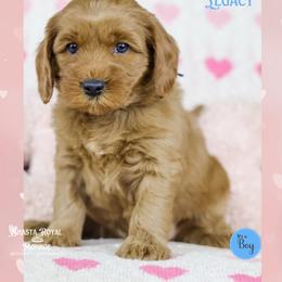 Legacy - Red male Australian Labradoodle puppy in Redding, California from Shasta Royal Monroe Puppies