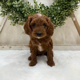 Samson (Orange) - Red male Cavapoo puppy in Cabool, Missouri from Big Gulch Puppies