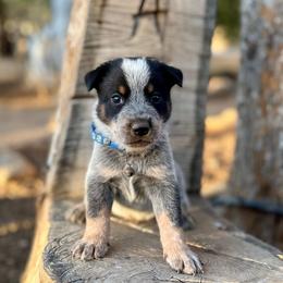 Sam - Blue male Australian Cattle Dog puppy in Sahuarita, Arizona from A2 Australian Cattle Dogs