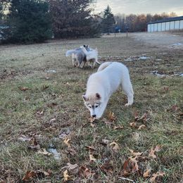 Siberian Husky Puppies from Spirit of the Moon Siberians