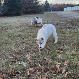 Siberian Husky Puppies from Spirit of the Moon Siberians
