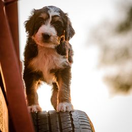 Aussiedoodle, Bernedoodle, and Poodle Puppies from Chris Krosschell's Bernedoodles