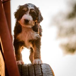 Aussiedoodle, Bernedoodle, and Poodle Puppies from Chris Krosschell's Bernedoodles