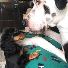 Dachshund Puppies from Lavendell Dachshunds