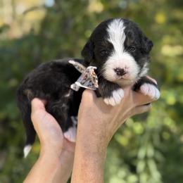 Gretl UNFURNISHED - Tri-color female Bernedoodle puppy in Bellville, Ohio from Bernedoodle Buddies