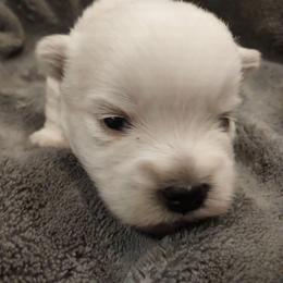 Black Boy - White male West Highland White Terrier puppy in Macy, Indiana from Country Grove Breeding LLC