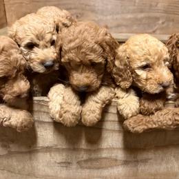 Goldendoodles and Labradoodles from California Double Doodles