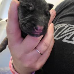 Boy 6 - Black and red male German Shepherd puppy in Coatesville, Pennsylvania from Jessica's German Shepherds