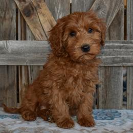 Adora - Red  female Goldendoodle puppy in Macedon, New York from Toodles Goldendoodles
