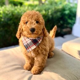 Stanley - Brown male Cavapoo puppy in Goldsboro, North Carolina from The Grantham House