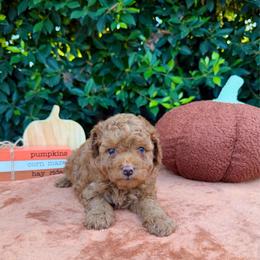 Minnie - Red  female Goldendoodle puppy in Altadena, California from Dena Hills