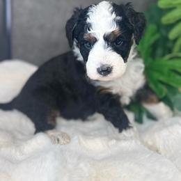 Mr. Green - Black tri-color male Aussiedoodle puppy in San Antonio, Texas from Lovable Doodles SA