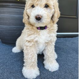 Goldendoodle puppies from Dre's Doodles