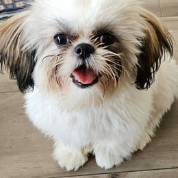 Stanley - Shih Tzu