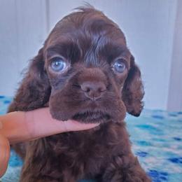 Cocker Spaniel Puppies from Top Notch Sporting Dogs