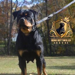 Xena - Rottweiler