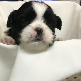 Shih Tzu Puppies from Dream Pups