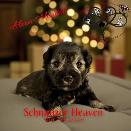 Alexa-Madison - Black female Miniature Schnauzer puppy in Pelzer, South Carolina from Schnauzer Heaven Von Longbach