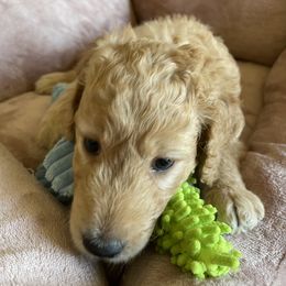 Goldendoodle Puppies from Joanna Wise