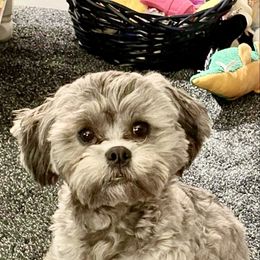 Shihpoo and Shih Tzu Puppies from Lilli’s Shih tzus and Shih poos