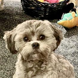 Shihpoo and Shih Tzu Puppies from Lilli’s Shih tzus and Shih poos