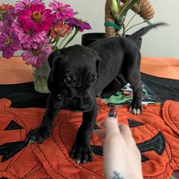 Claire - Black female Great Dane puppy in Pollock, Louisiana from Danes Done Right