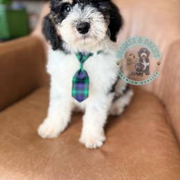 Coal - Black and white male Sheepadoodle puppy in Marion, Ohio from Doodles & Doxies