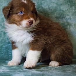 Australian Shepherd Puppies from Lovable Little Aussies