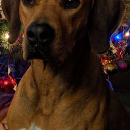 Rhodesian Ridgeback All Grown Up from Tampo Rhodesian Ridgeback